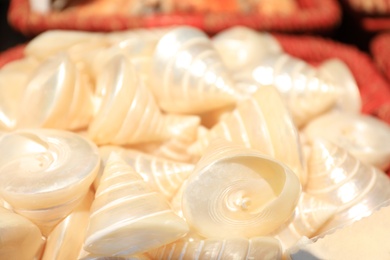 Beautiful sea shells in basket, closeup view