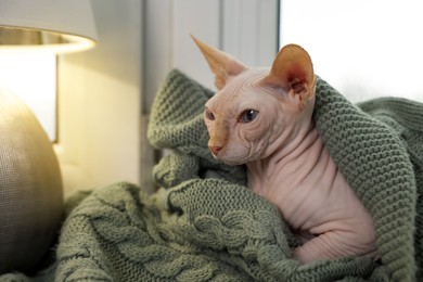 Photo of Beautiful Sphynx cat wrapped in soft blanket at home. Lovely pet