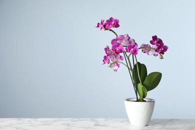 Photo of Beautiful tropical orchid flower in pot on marble table against light blue background. Space for text