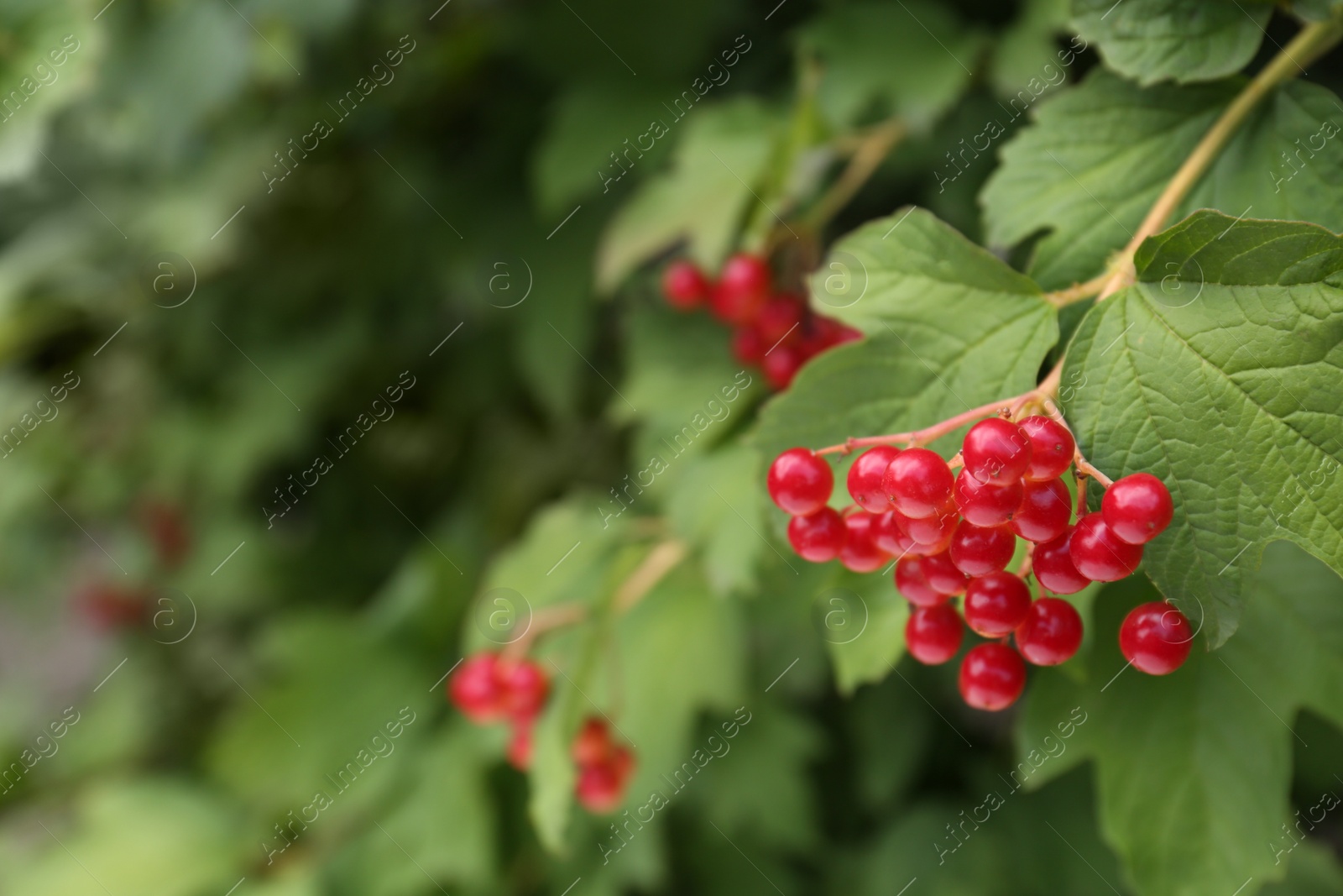 Photo of Beautiful Viburnum shrub with bright berries growing outdoors, closeup. Space for text