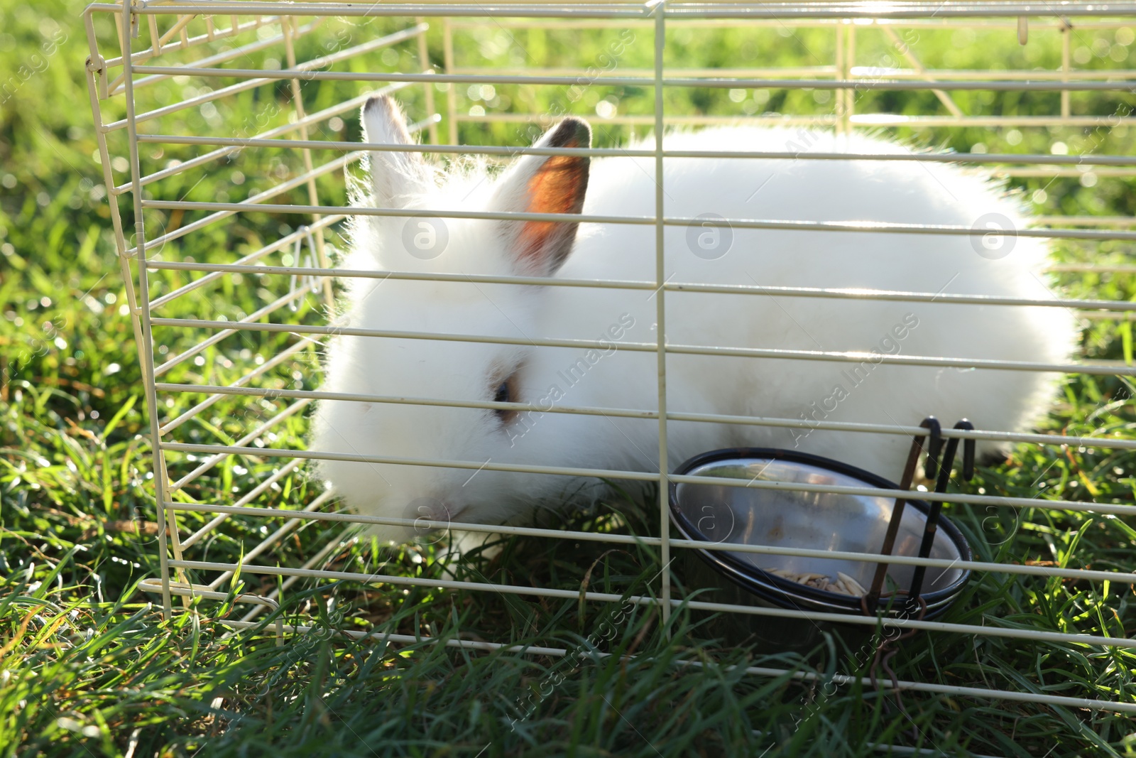 Photo of Cute fluffy rabbit in cage on sunny day. Farm animal