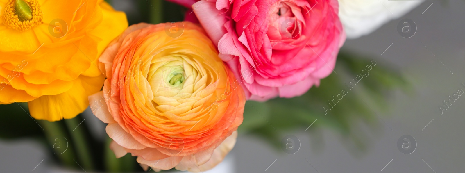 Image of Bouquet of beautiful ranunculus flowers, closeup. Banner design