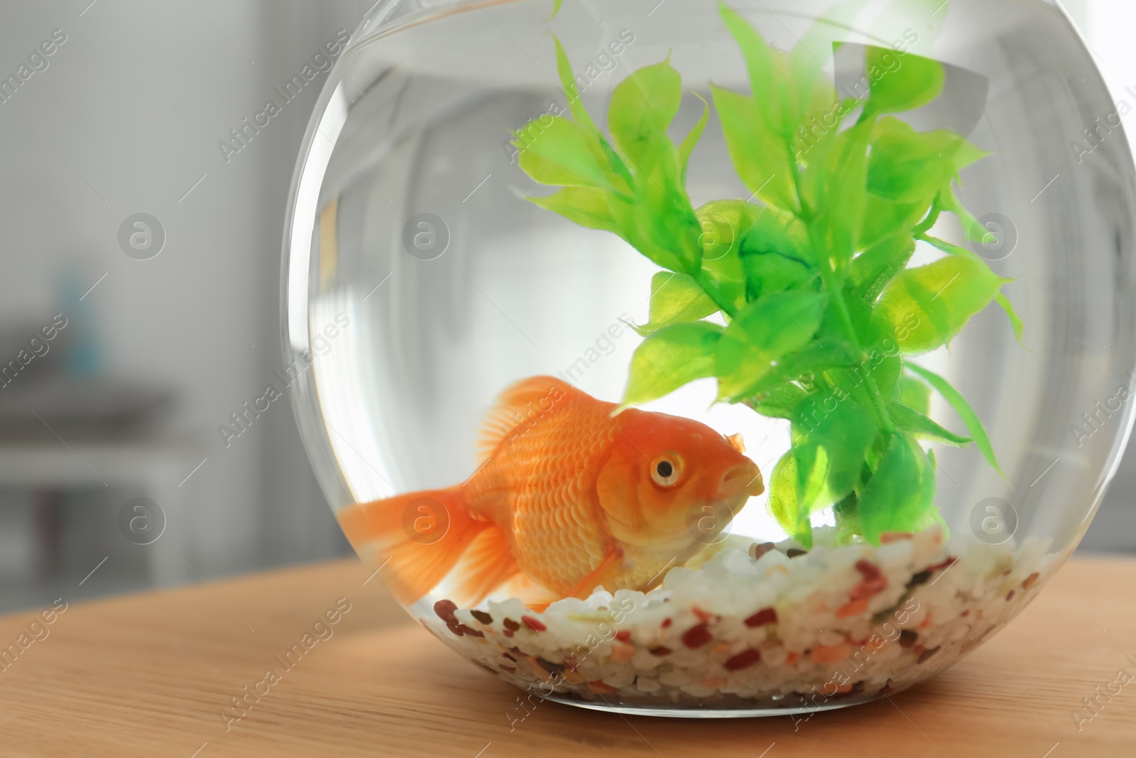 Photo of Beautiful bright small goldfish in round glass aquarium on wooden table indoors, closeup