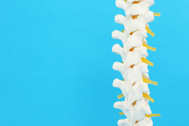 Artificial human spine model on blue background, closeup. Space for text
