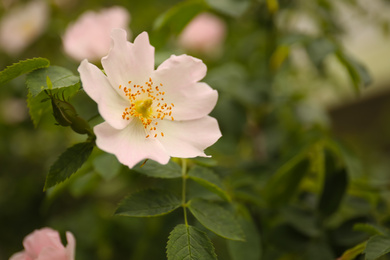 Photo of Closeup view of beautiful blooming briar rose bush outdoors. Space for text