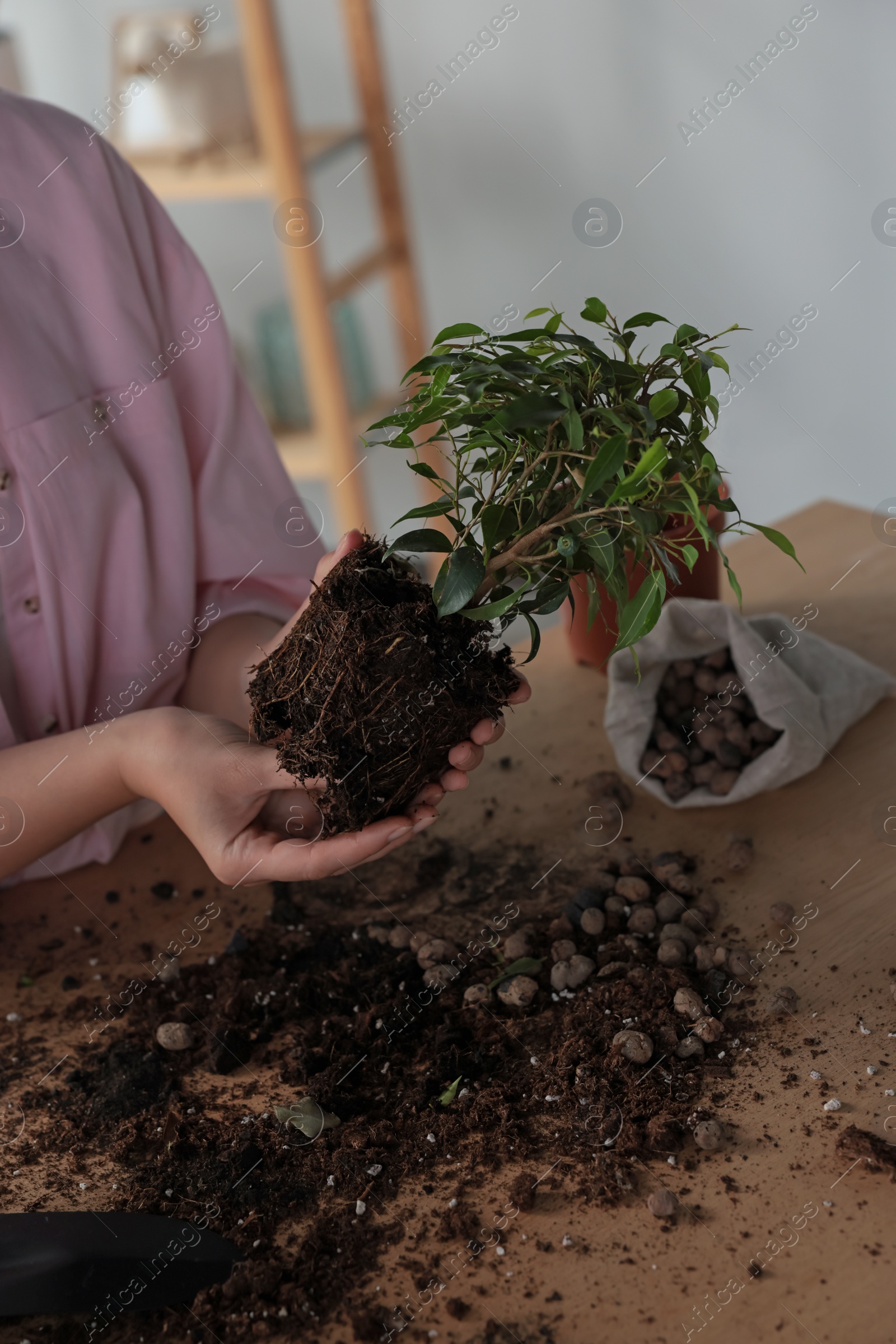 Photo of Woman transplanting beautiful houseplant at table indoors, closeup