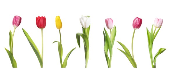 Image of Set of beautiful tulips in different colors isolated on white