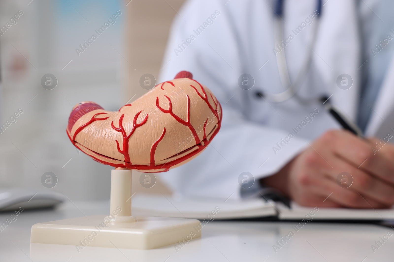 Photo of Gastroenterologist working at table in clinic, focus on human stomach model