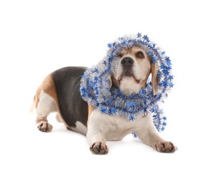 Adorable Beagle dog with Christmas tinsel on white background