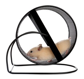 Photo of Cute little hamster in spinning wheel on white background