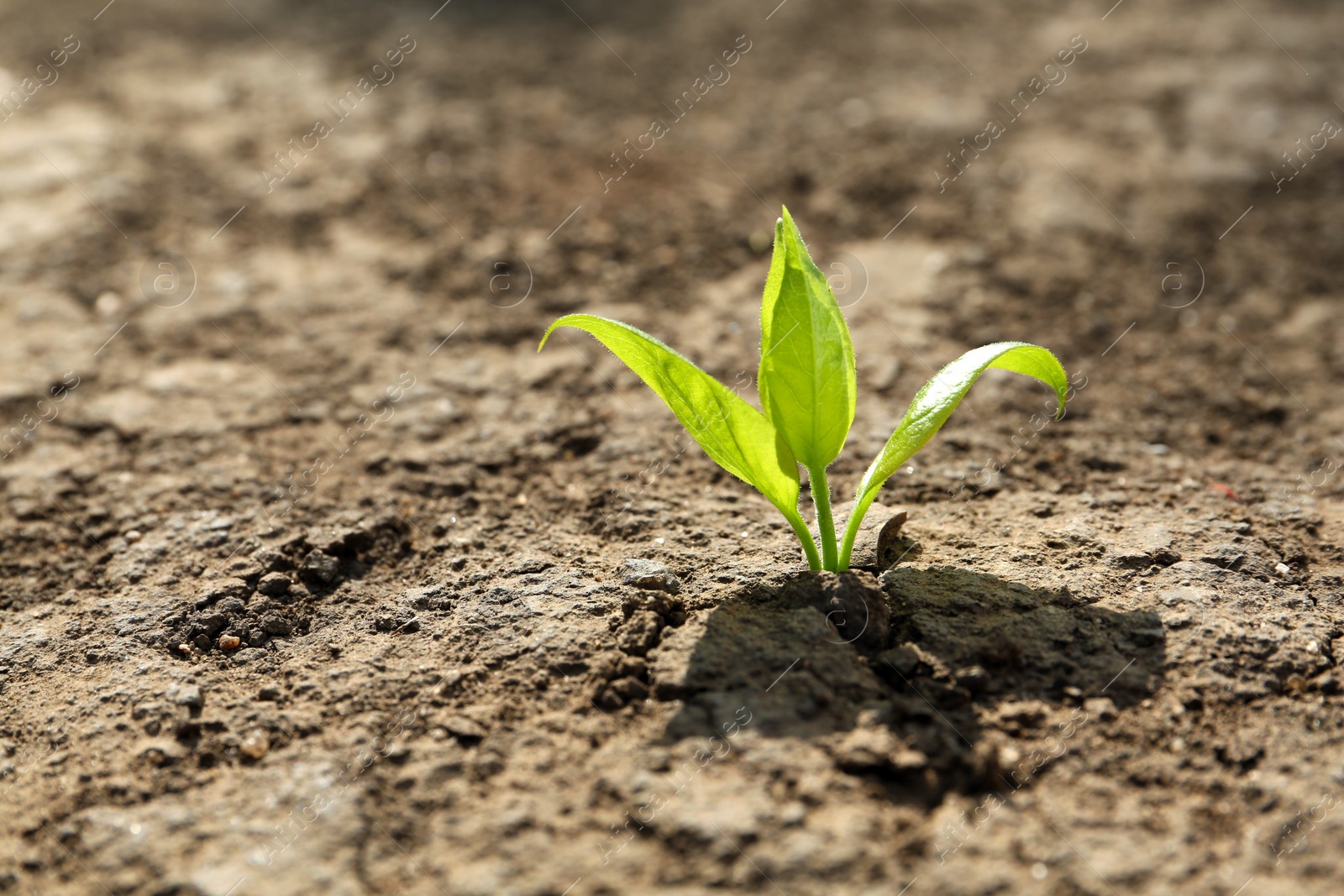 Photo of Young green seedling growing in dry soil on spring day, closeup. Hope concept