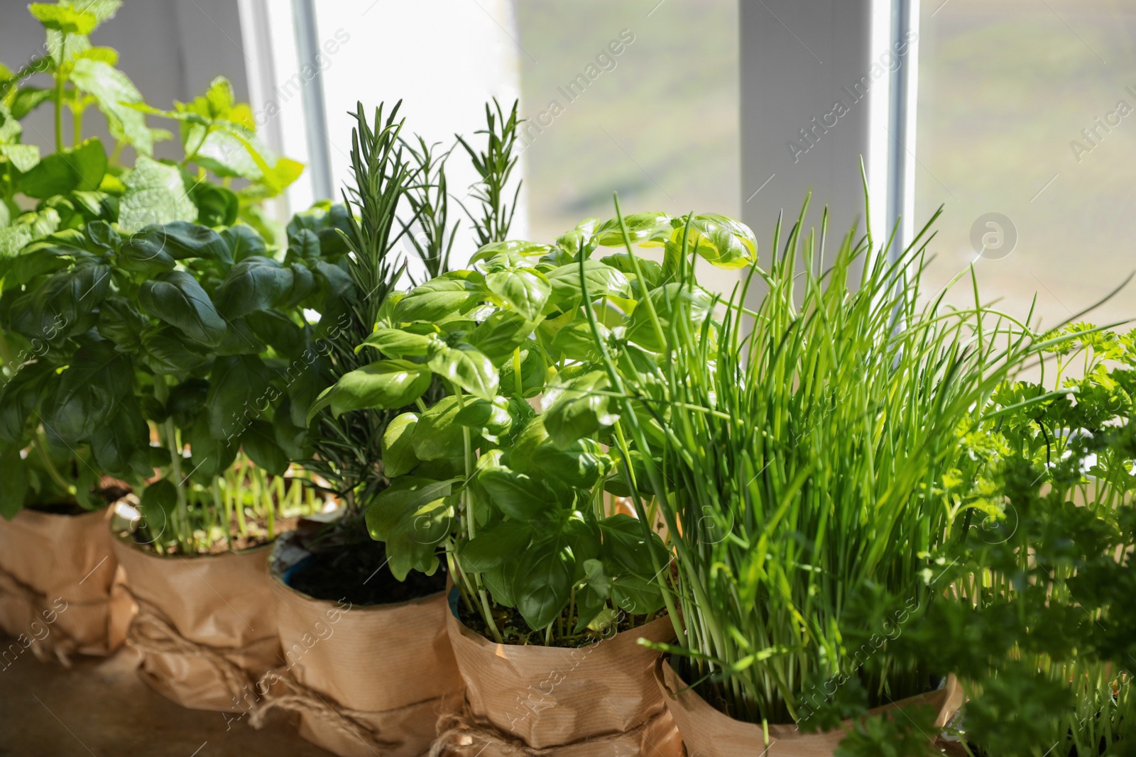 Photo of Different aromatic potted herbs near window indoors, closeup