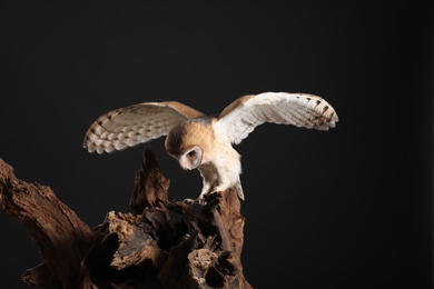 Beautiful common barn owl on tree against black background