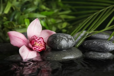 Photo of Zen stones and exotic flower in water against blurred background. Space for text