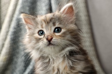Photo of Cute kitten on blurred background. Baby animal