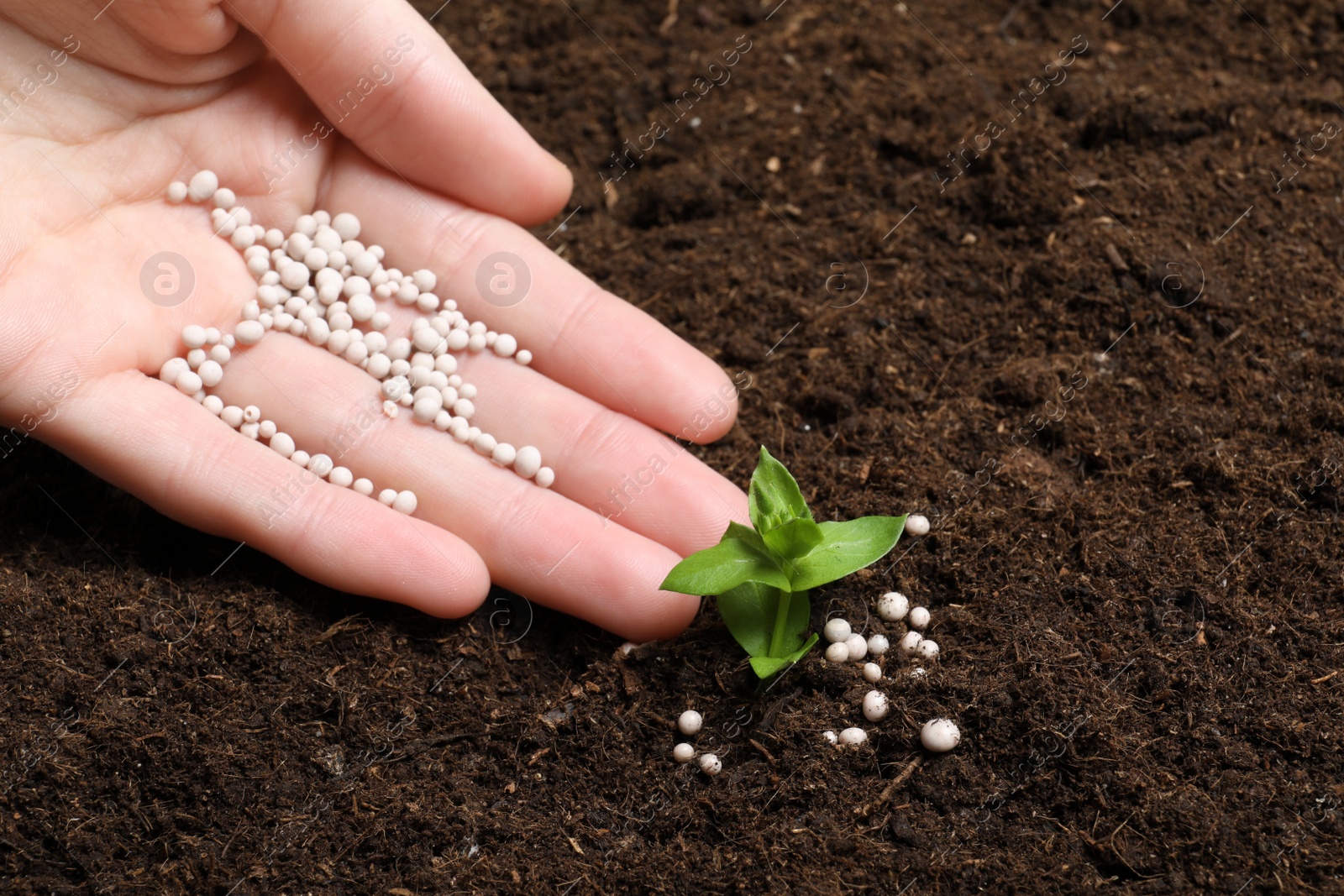 Photo of Woman fertilizing plant in soil, closeup with space for text. Gardening time