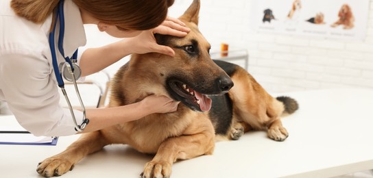 Image of Professional veterinarian examining dog's eyes in clinic. Banner design