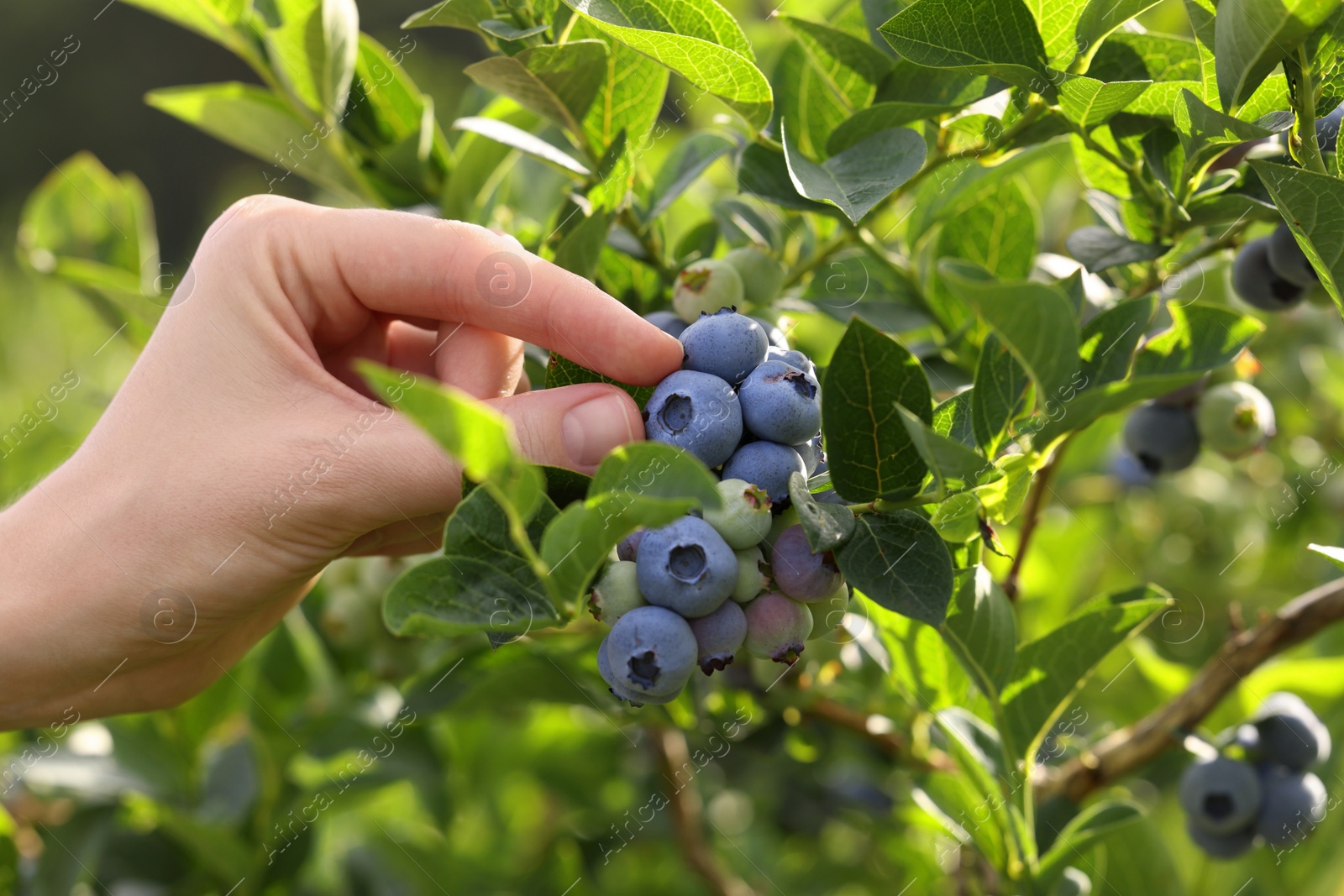 Photo of Woman picking up wild blueberries outdoors, closeup. Seasonal berries