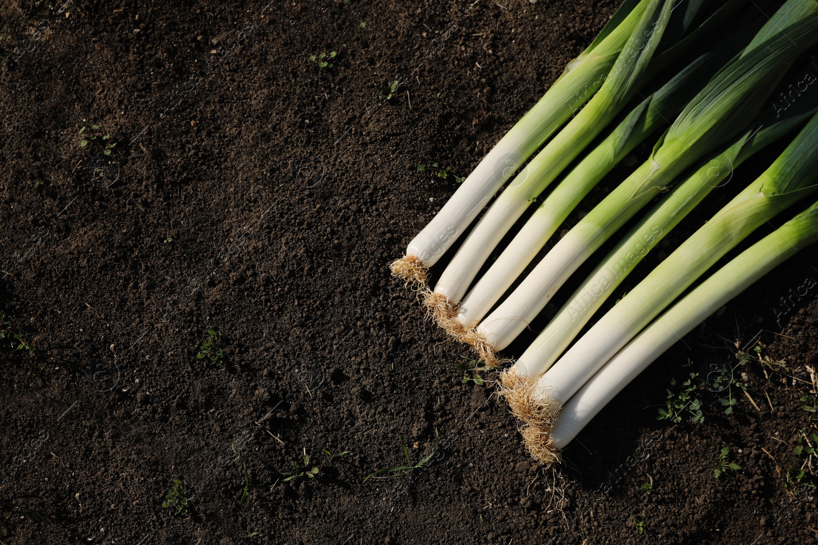 Photo of Fresh raw leeks on ground outdoors, flat lay. Space for text