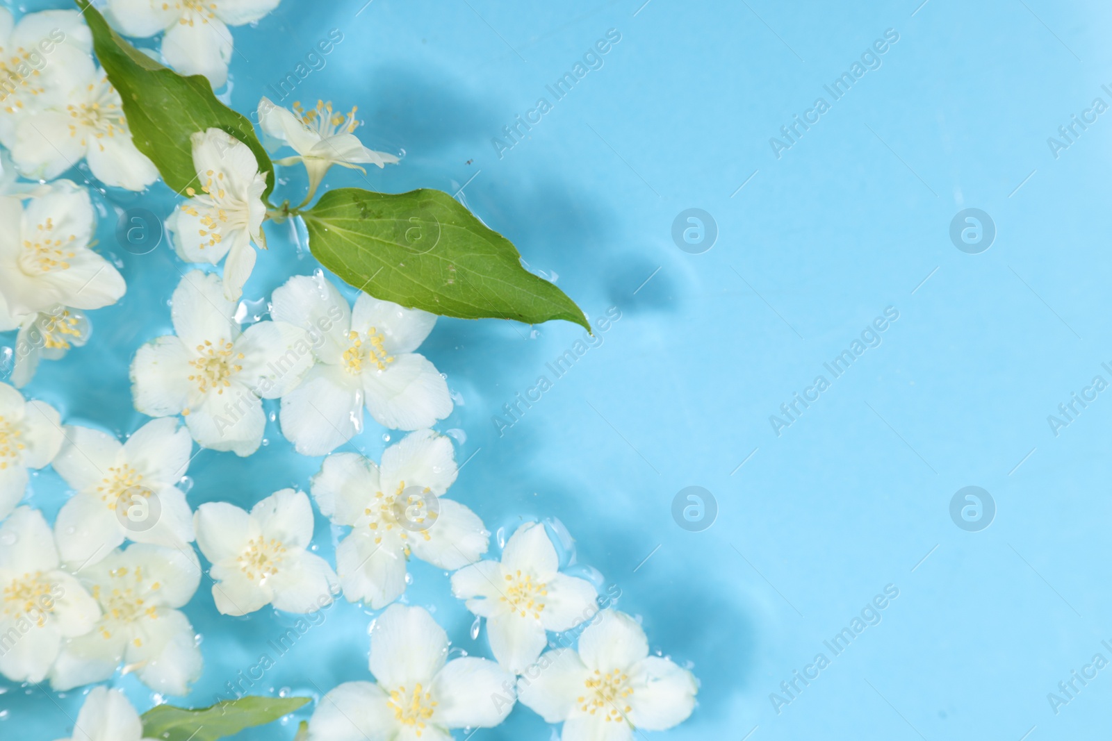 Photo of Beautiful jasmine flowers and green leaves in water on light blue background, top view. Space for text