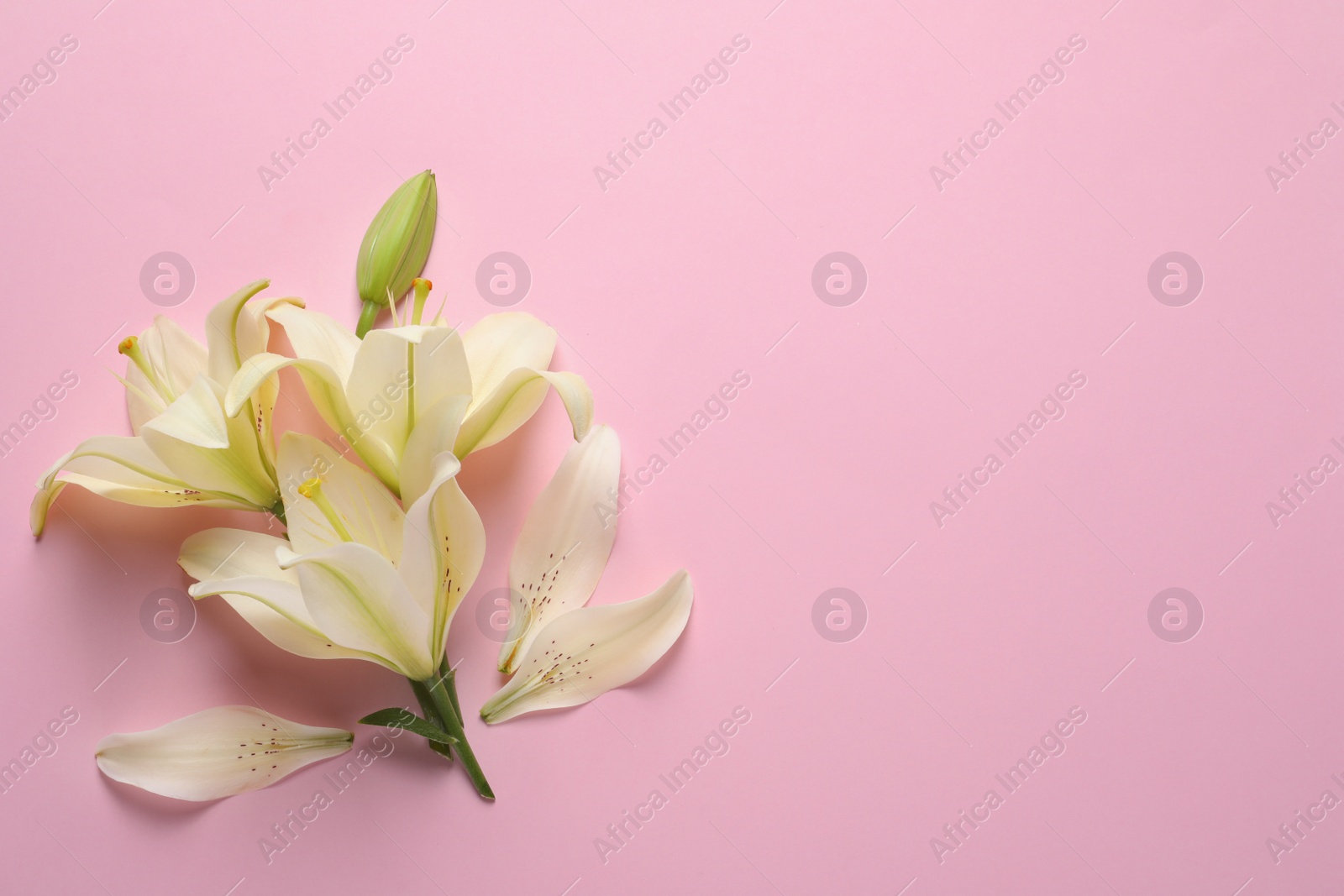 Photo of Beautiful lilies on pink background, flat lay. Space for text