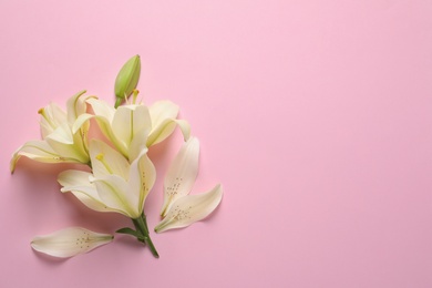 Beautiful lilies on pink background, flat lay. Space for text