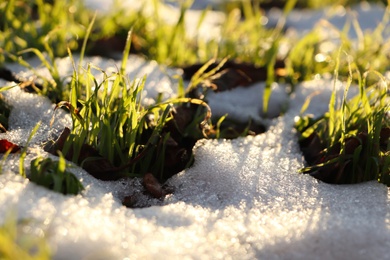 Photo of Beautiful green grass growing through snow. First spring plant