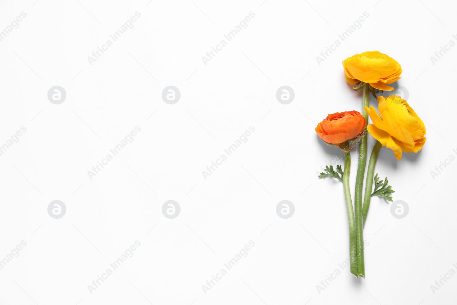 Photo of Beautiful ranunculus flowers on white background, top view