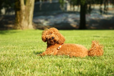 Photo of Cute Poodle on green grass outdoors. Dog walking
