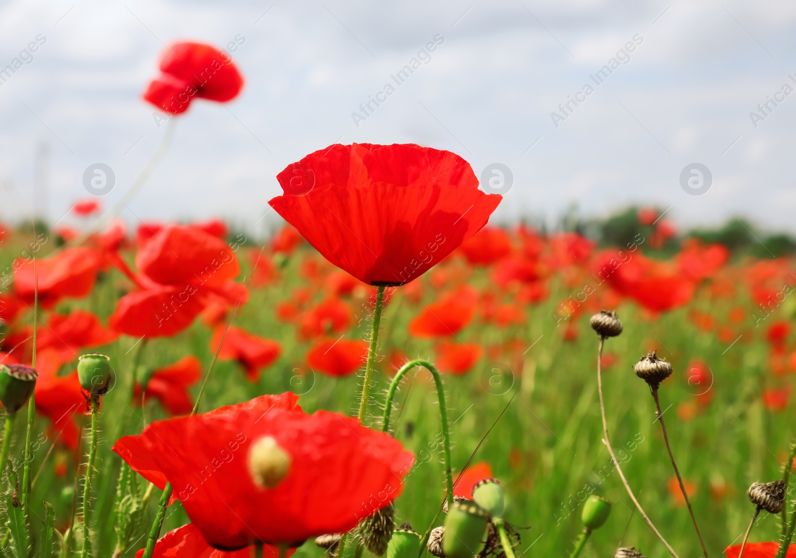 Photo of Beautiful red poppy flowers growing in field, closeup