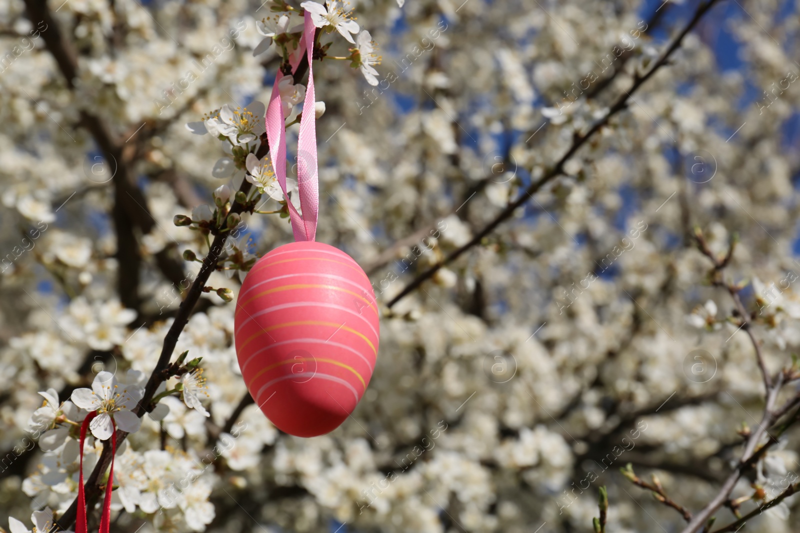 Photo of Beautifully painted Easter egg hanging on blooming cherry tree outdoors