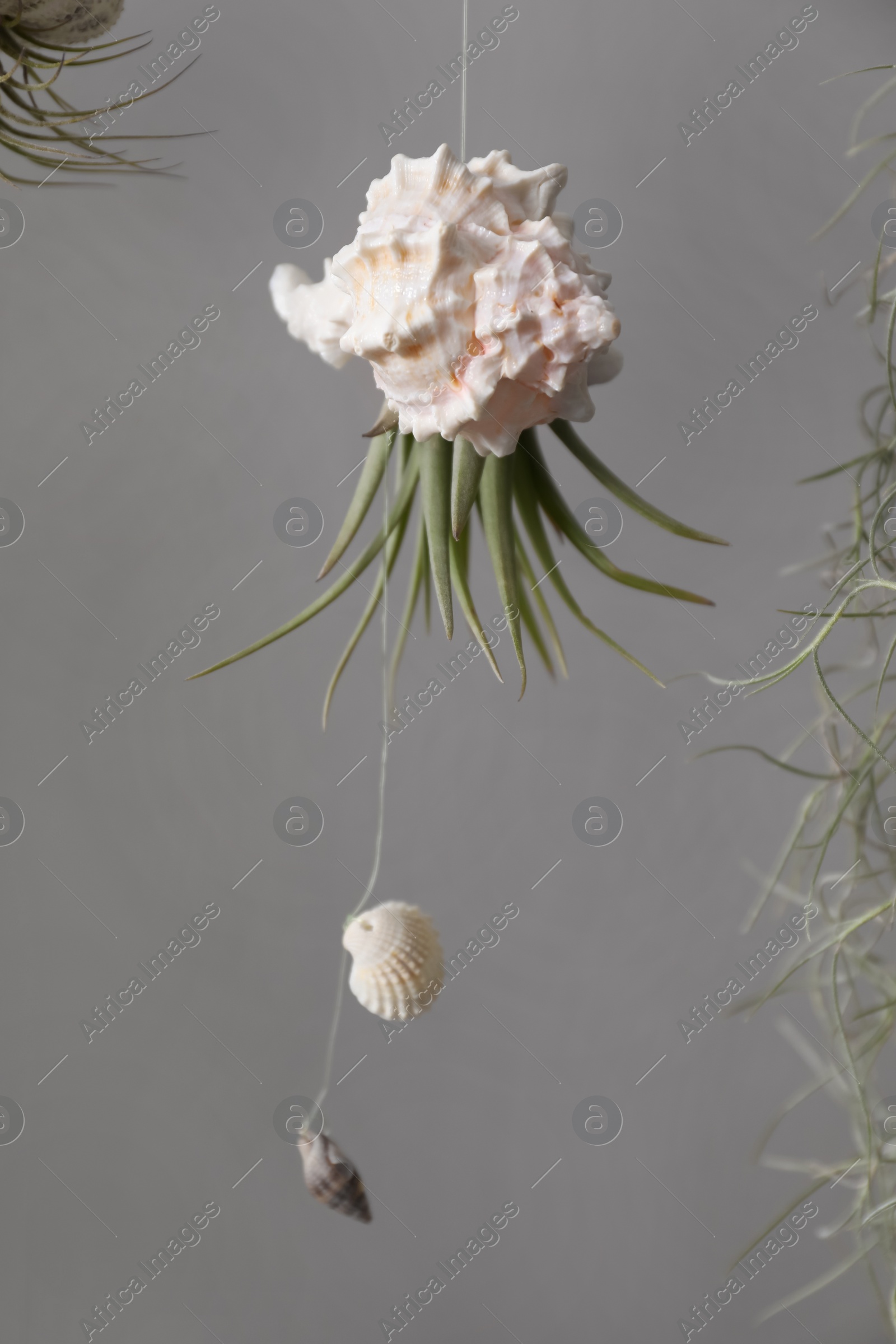 Photo of Tillandsia plants and seashells hanging on grey background. House decor