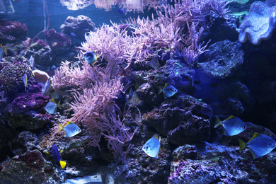 Photo of Many beautiful tropical fish in clear aquarium