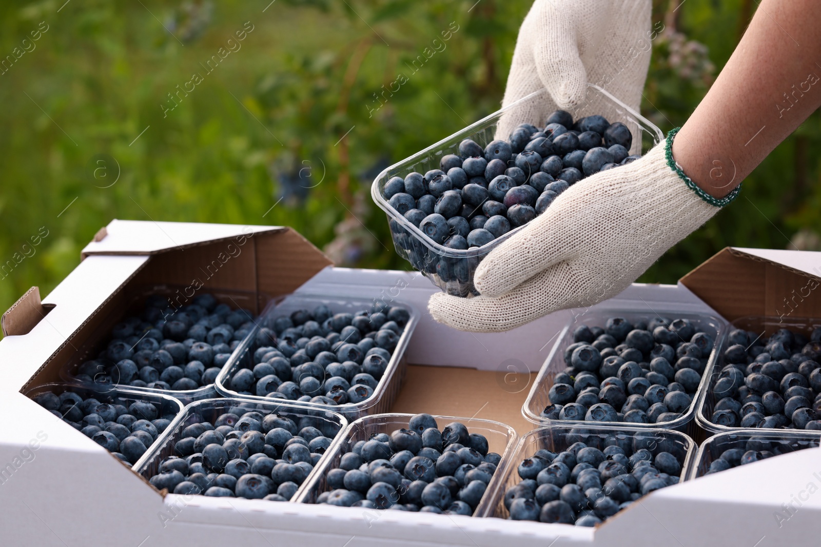 Photo of Man with containers of fresh blueberries outdoors, closeup. Seasonal berries