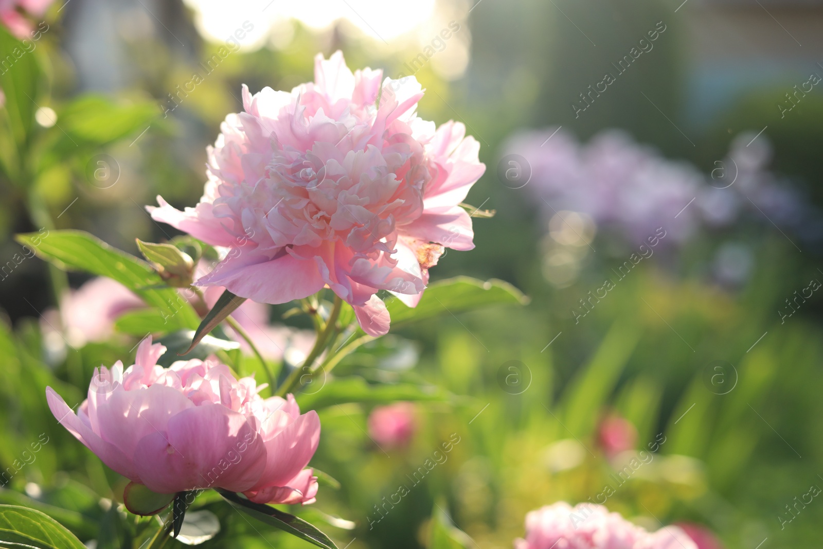 Photo of Blooming peony plant with beautiful pink flowers outdoors on sunny day, closeup. Space for text