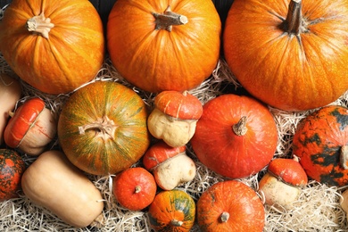 Photo of Many different pumpkins as background. Autumn holidays