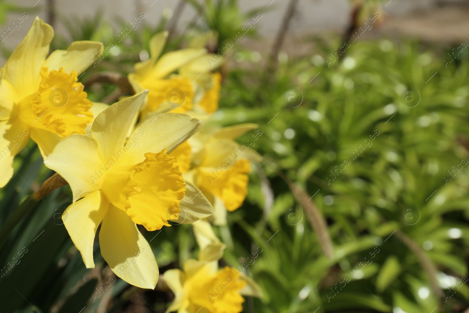 Photo of Beautiful yellow daffodils growing outdoors on spring day, closeup