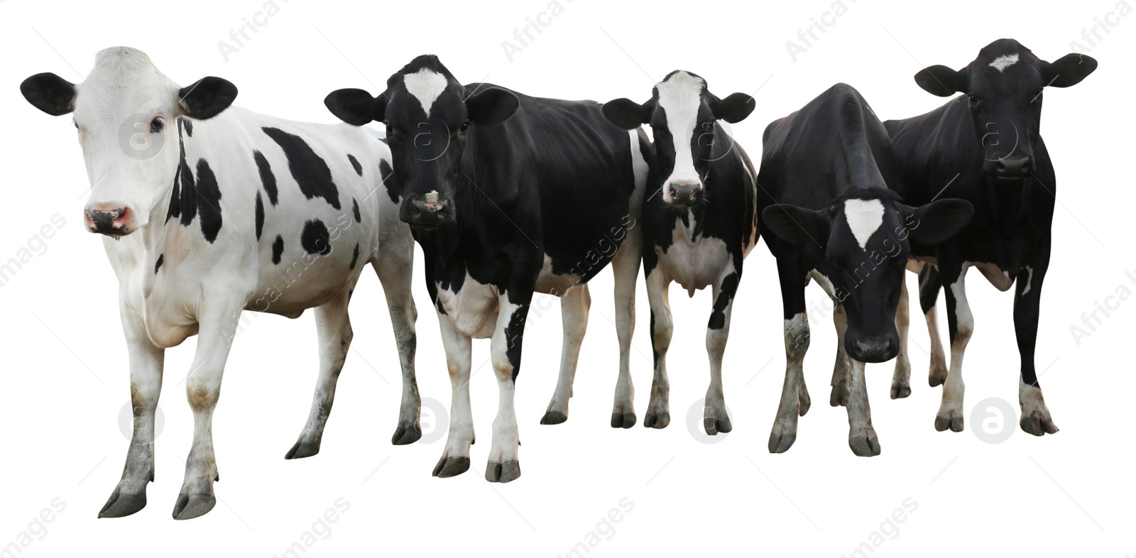 Image of Cute cows on white background, banner design. Animal husbandry