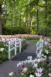 Photo of Park with beautiful flowers and bridge over canal. Spring season
