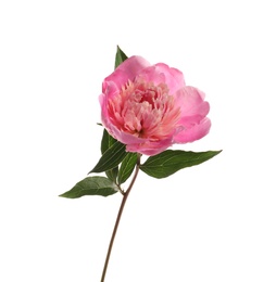 Photo of Fragrant bright peony on white background. Beautiful spring flower