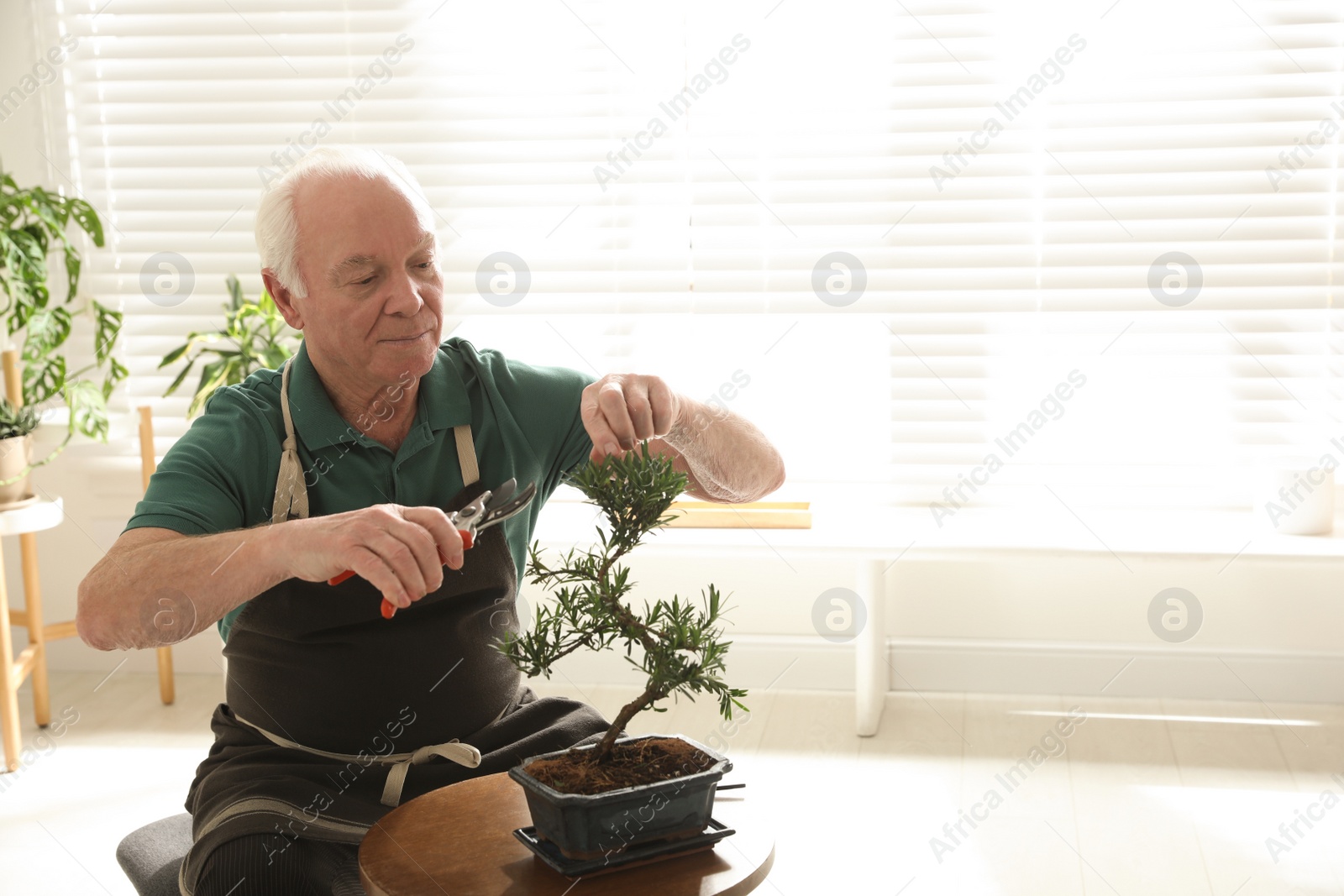 Photo of Senior man taking care of Japanese bonsai plant indoors, space for text. Creating zen atmosphere at home