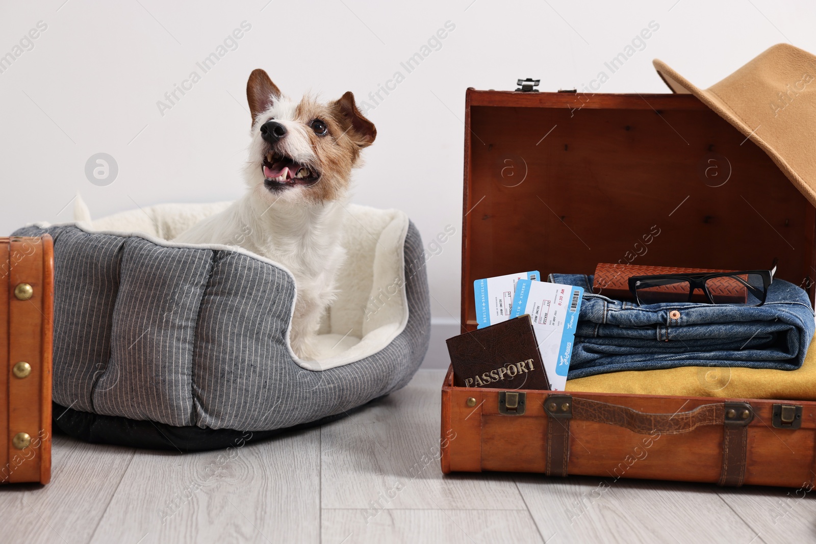 Photo of Travel with pet. Dog, clothes, passport, tickets and suitcase indoors