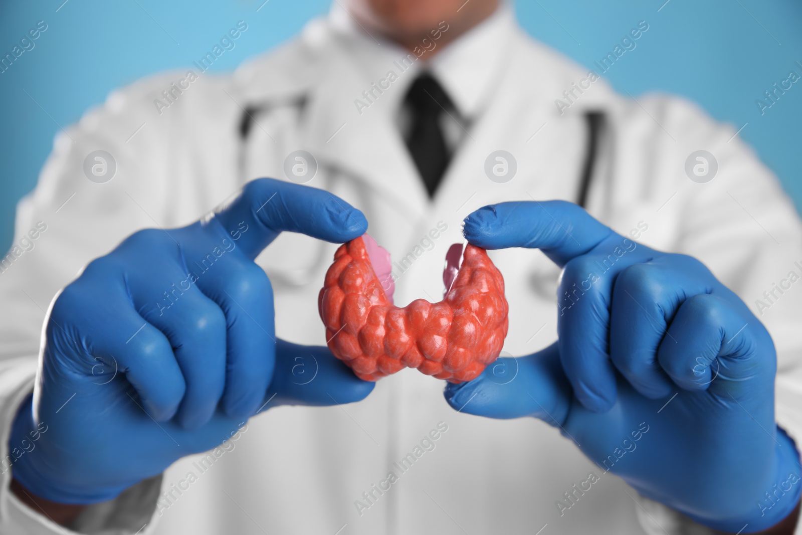 Photo of Doctor holding plastic model of thyroid on light blue background, closeup