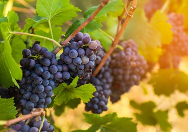 Photo of Delicious ripe grapes in vineyard. Harvest season