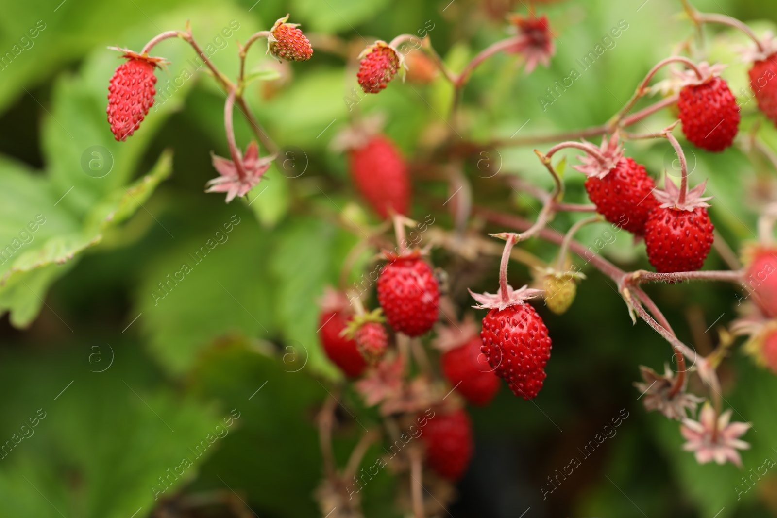 Photo of Ripe wild strawberries growing outdoors. Seasonal berries