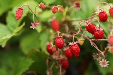 Photo of Ripe wild strawberries growing outdoors. Seasonal berries