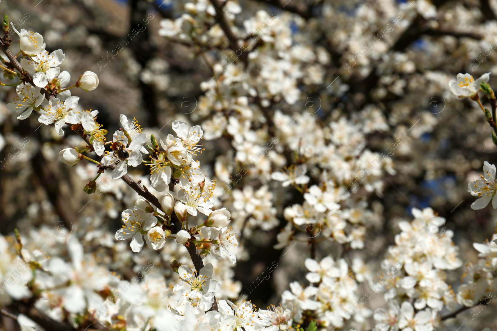 Photo of Beautiful cherry tree with white blossoms outdoors, closeup