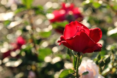 Photo of Beautiful blooming rose in garden on sunny day, space for text