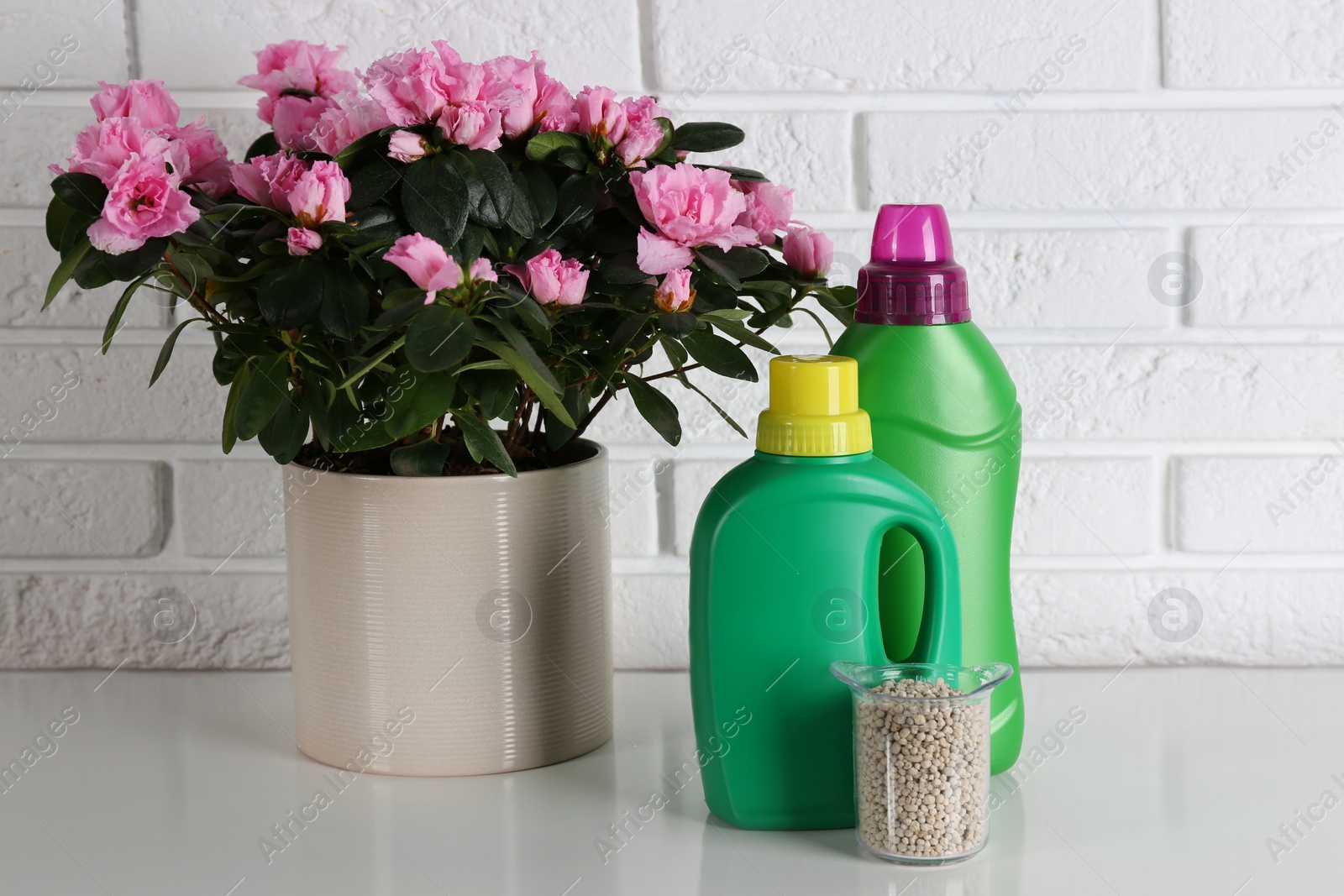 Photo of Beautiful house plant and different fertilizers on table against white brick wall