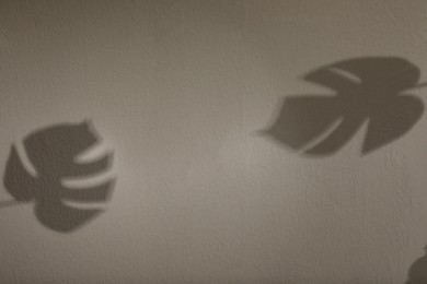 Shadows of monstera leaves on light wall, space for text